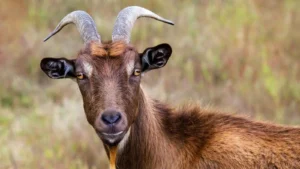 GOAT Meaning